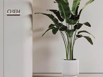 Potted Plant With Large Green Leaves In White Textured Pot For Modern Indoor Decoration 3d model