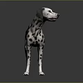 Dalmatian Dog With Black Spots And White Coat Standing On Shiny Floor