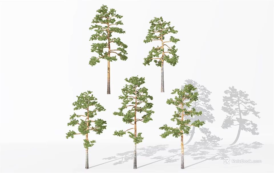 Five Arbor Trees With Different Shapes And Lush Foliage Against White Background 3d model
