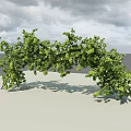 Leafy Green Vine Arch Structure With Support Frame Under Blue Sky 3d model