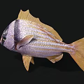Vibrant Striped Fish With Purple Body Yellow Fins And Black Head On Black Background