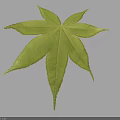 Fresh Green Maple Leaf With Clear Veins On Light Blue Background Showing Natural Shadow Effect 3d model