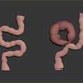 Pink Tubular Intestinal 3D Models With Curved And Circular Structure On Gray Background With Reflection