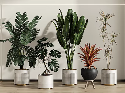 Various Potted Tropical Plants With Large Green Leaves In White Striped And Black Pots 3d model