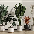 Various Potted Tropical Plants With Large Green Leaves In White Striped And Black Pots