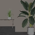 Bonsai Potted Plants With Large Leafy And Small Tabletop In Gray Bucket And White Pot
