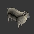 Realistic Fluffy Sheep With Thick Wool Standing In Isolated White Background 3d model