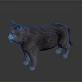 Gray Cat Standing on Smooth Reflective Dark Surface with Light Gradient
