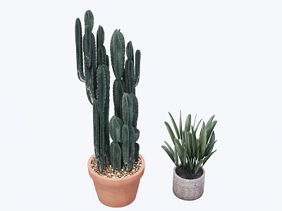 Two Potted Plants Tall Cactus Like And Small Long-leaf In Terracotta And Textured Pots 3d model
