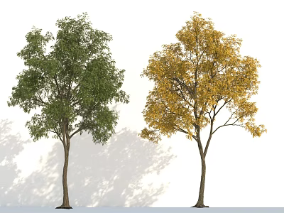 Arbor Trees With Green And Yellow Leaves Showing Seasonal Color Change 3d model