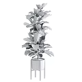Fiddle Leaf Fig Potted Plants With Large Green Leaves In White Pots And Wooden Stands