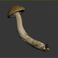 Fresh Natural Brownish Orange Cap Mushroom With White Stem Edible Food