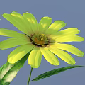 Lush Green Leaves With Tall Stem And Cluster Of Yellow Flowers On Gray Background