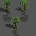 Realistic Tree Models With Green Leaves Roots And Reflections On Gray