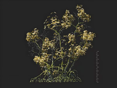 Flowering Arbor With Yellow Blooms Green Leaves And Slender Branches In Garden 3d model