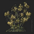 Flowering Arbor With Yellow Blooms Green Leaves And Slender Branches In Garden