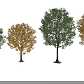 Four Arbor Trees With Green And Orange Leaves And Tall Trunks On Black Background