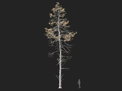 Tall Arbor With Sparse Yellow Leaves And Human Figure For Size Comparison 3d model