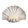 Shell Shaped Wall Sconce with Textured Surface and Warm Glow for Natural Decor 3d model