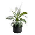 Indoor Garden Plants With Large Green Leaves And White Flowers In Black Pots