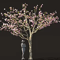 Beautiful Tree With Pink Blossoms And Person Wearing Hat Standing Below