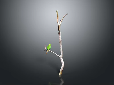 Small Green Bird Perched On Thin Tree Branch Against Gray Background 3d model