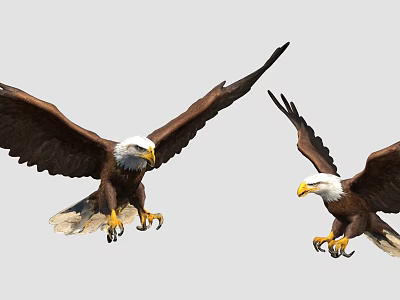 Two Bald Eagles Soaring With Outstretched Wings Sharp Talons And Yellow Beaks 3d model