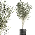 Olive Tree Potted Plant with Green Leaves in Modern Black Pot
