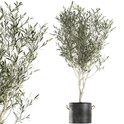 Olive Tree Potted Plant with Green Leaves in Modern Black Pot 3d model