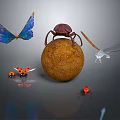 Colorful Insects Including Blue Butterfly Dung Beetle Dragonfly Ladybugs And Red Bugs On Dung Ball