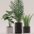 Indoor Potted Plants With Large Leaves Palm And Snake Plant In Concrete And Black Pots