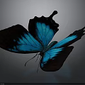 Blue and Black Butterfly with Iridescent Wings on Gray Gradient Background