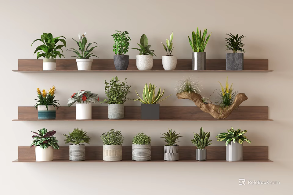 Various Indoor Bonsai Potted Plants Displayed on Three Layer Wooden Shelves 3d model 