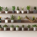 Various Indoor Bonsai Potted Plants Displayed on Three Layer Wooden Shelves