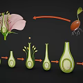 Plant Growth Stages From Flower Structure To Seed Development Process