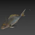 Fresh Whole Fish With Shiny Scales Tail And Clear Eyes For Cooking
