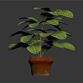 Green Leafy Plant With White Veins In Brown Pot For Indoor Decoration