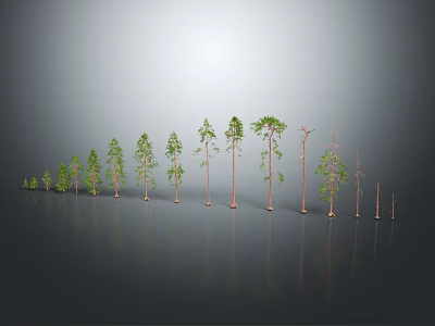 Different Growth Stages of Trees From Saplings to Mature Plants with Varying Heights and Foliage 3d model