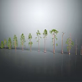 Different Growth Stages of Trees From Saplings to Mature Plants with Varying Heights and Foliage