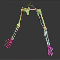 Human Skeleton Arm Hand And Shoulder Bone Structure Anatomical Model 3d model