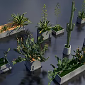 Bonsai Potted Plants With Various Succulents Cactus in Concrete Rectangular Planters 3d model