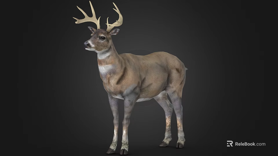 Realistic Standing 3D Deer Model With Antlers Brown Body White Belly On Dark Background 3d model 