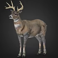 Realistic Standing 3D Deer Model With Antlers Brown Body White Belly On Dark Background