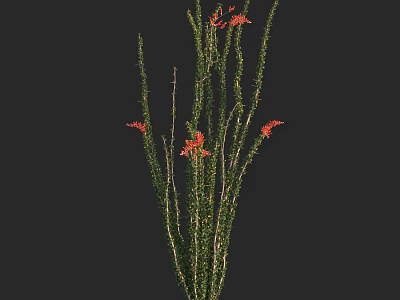 Green Leafy Shrub With Red Flowers In Outdoor Natural Setting 3d model