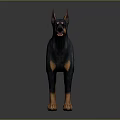 Doberman Pinscher Dog Standing With Black And Tan Coat On Dark Reflective Surface