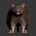 Detailed Brown Furry Rat With Long Tail On Black Background Showing Reflection