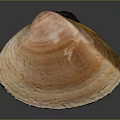 Natural Clam Shell Featuring Pink Orange Hues And Detailed Surface Texture