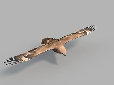 Majestic Flying Eagle Soaring High with Spread Wings in Clear Sky 3d model