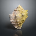Intricate Conch With Spiky Protrusions And Unique Yellowish Brown Textured Pattern On Dark Surface