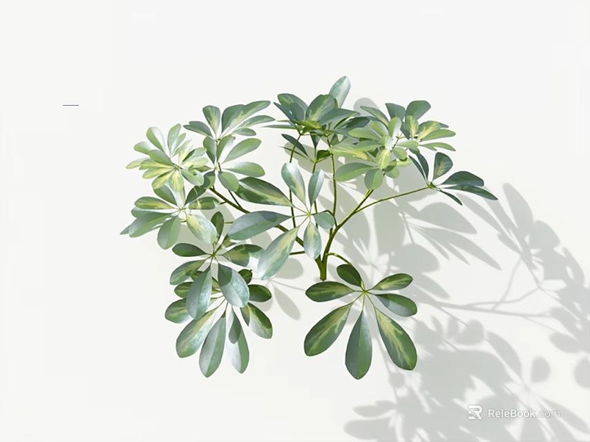 Lush Indoor Foliage Plant with Green Palmate Leaves Against White Background and Soft Shadows 3d model 